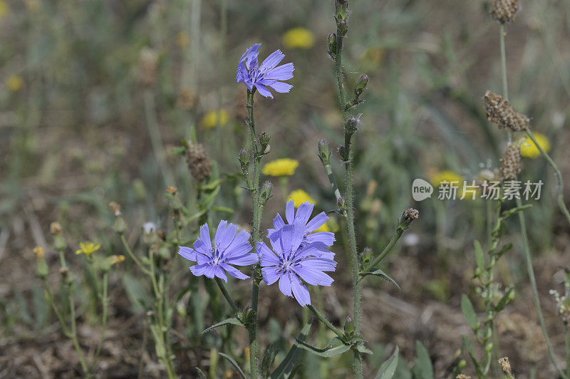 菊苣(Cichorium intybus)